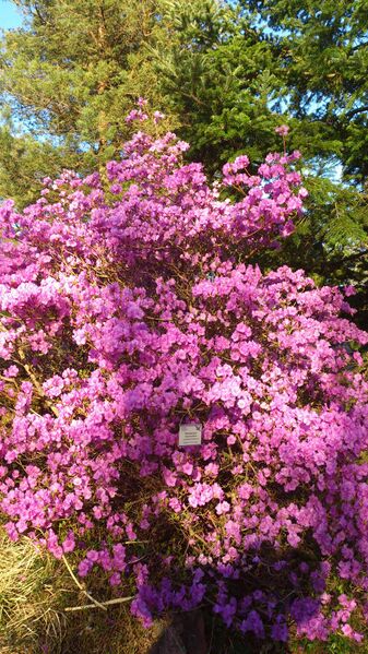 Файл:Rhododendron Mucronulatum.jpg