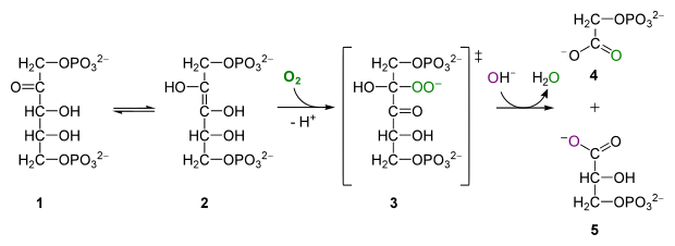 Файл:RuBisCO reaction O2.svg