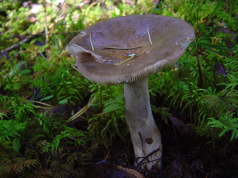 Файл:Russula consobrina (Fr.) Fr.JPG