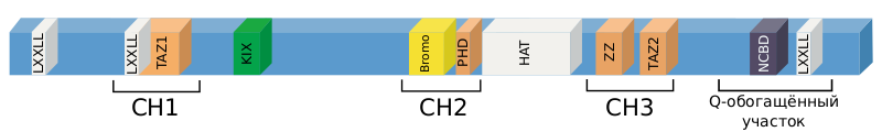 Файл:Structure CREBBP.svg