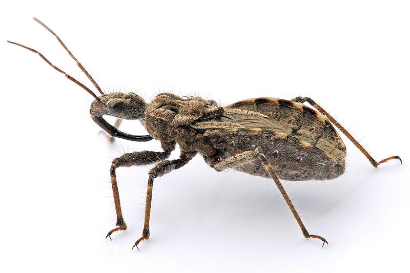 Файл:Assassin bug aug08 02.jpg
