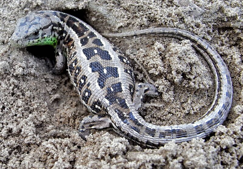 Файл:Lacerta agilis digging.JPG