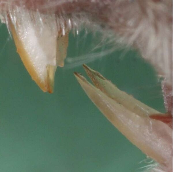 Файл:Mus musculus front teeth.jpg