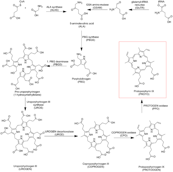 Файл:Protoporphyrin IX Biosynthetic pathway.png