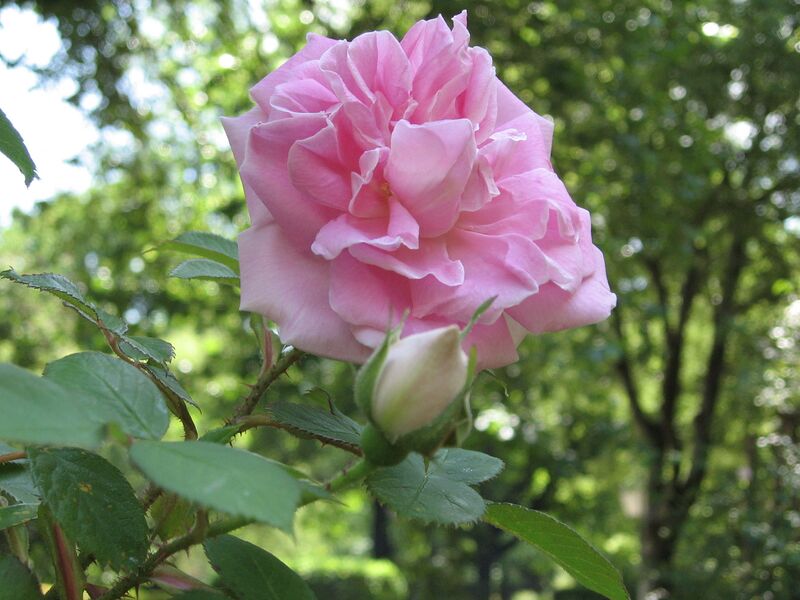 Файл:Rosa 'Conrad Ferdinand Meyer'.JPG