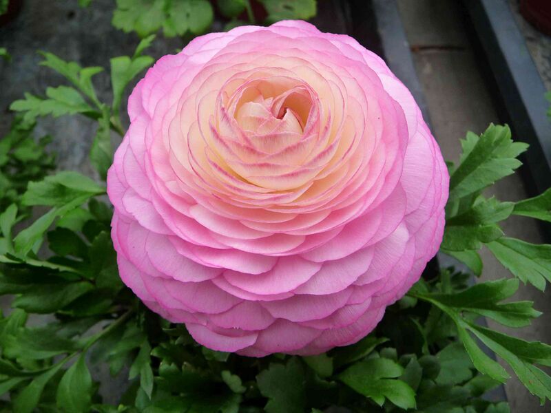 Файл:Rosa Ranunkel.JPG