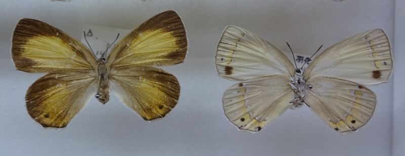 Файл:035-Coreana raphaelis.JPG