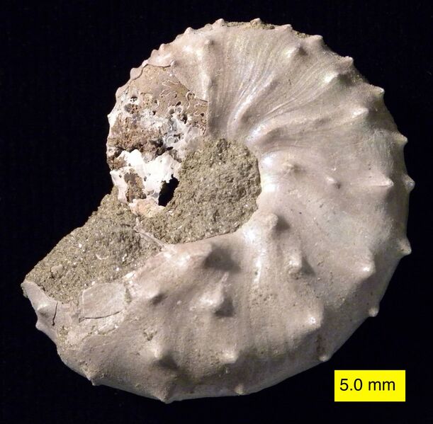 Файл:DiscoscaphitesirisCretaceous.jpg