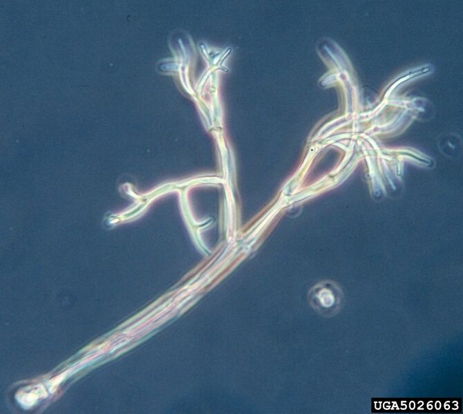 Файл:Peronospora sparsa.JPG