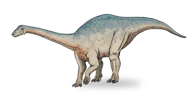 Файл:Riojasaurus sketch3.jpg