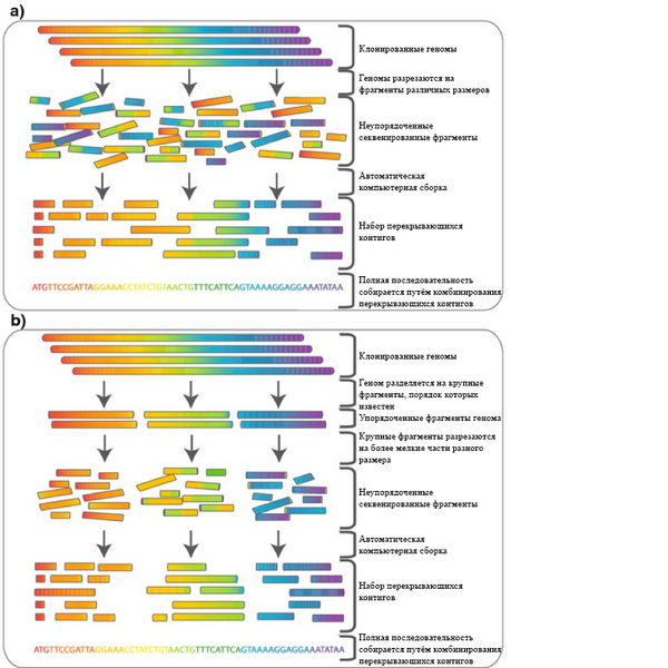 Файл:Sequencing methods.png