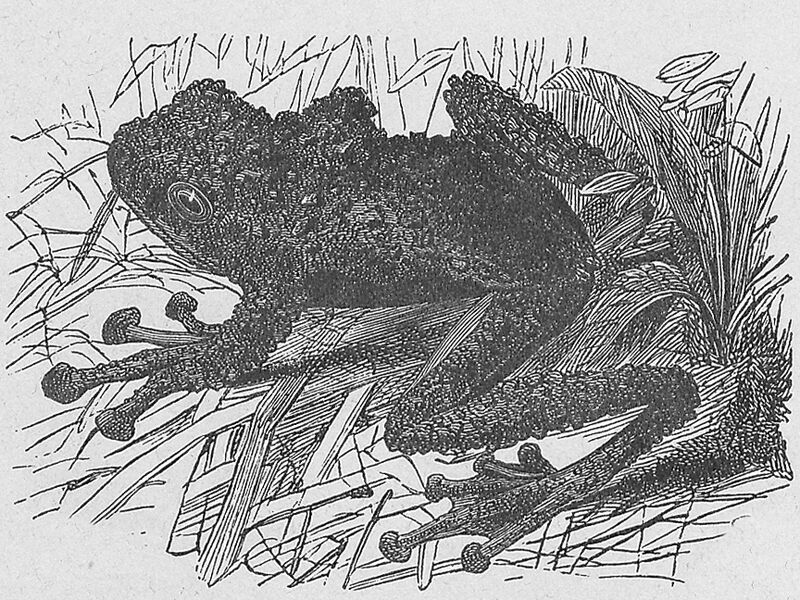 Файл:Theloderma leporosum.jpg
