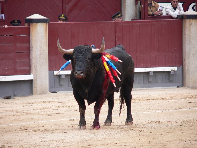 Файл:Toroencorrida.JPG