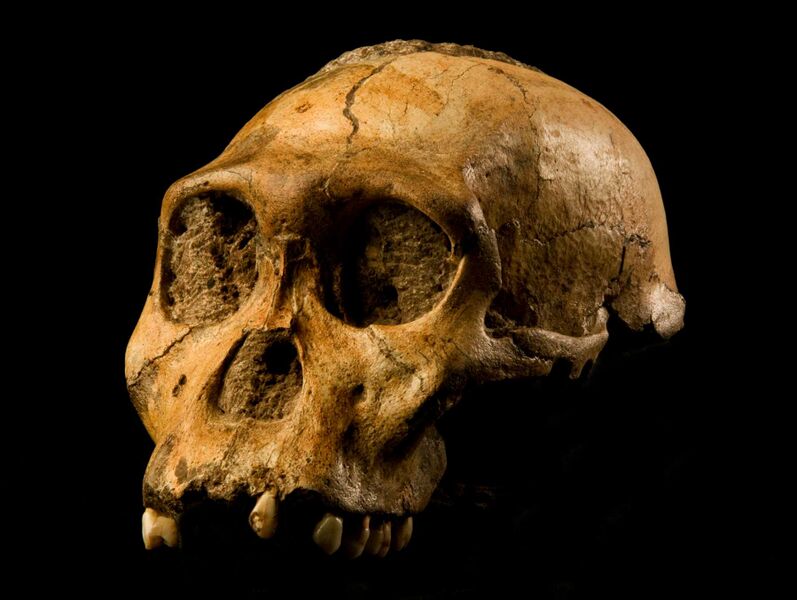 Файл:Australopithecus sediba.JPG