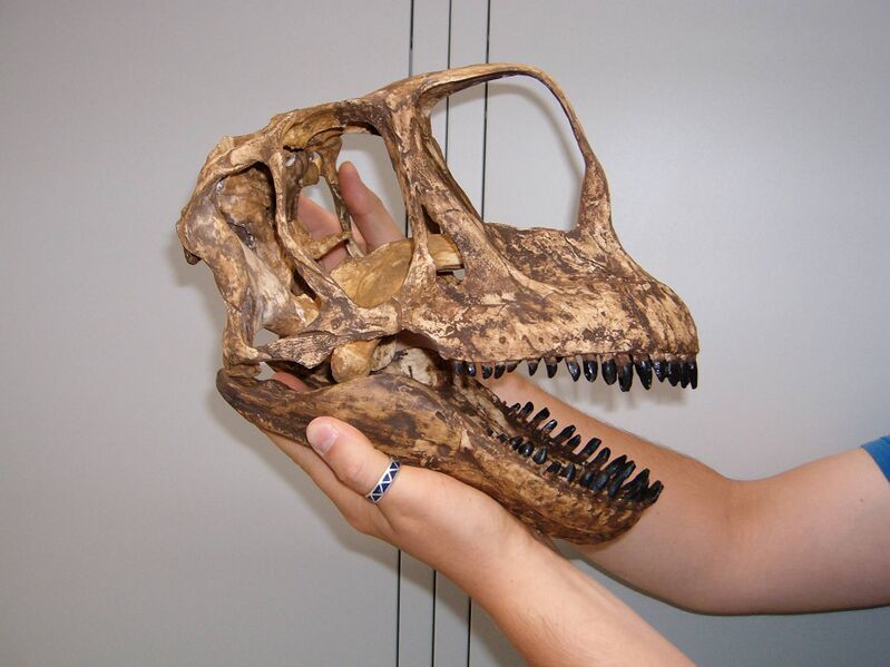 Файл:Europasaurus skull.JPG
