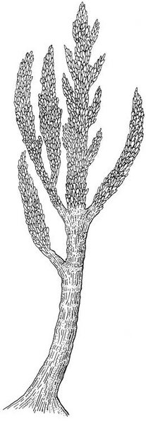 Файл:Prototaxites Dawson1888.PNG