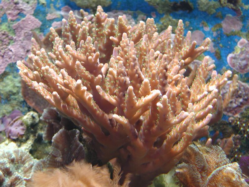 Файл:Acropora.JPG