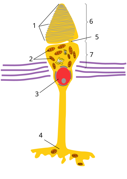 Файл:Cone cell.svg
