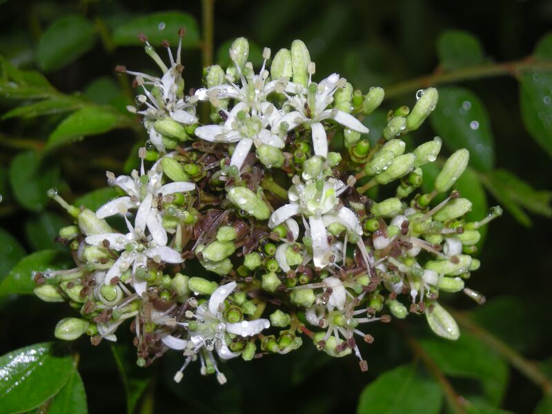 Файл:Curry Tree flower4.JPG