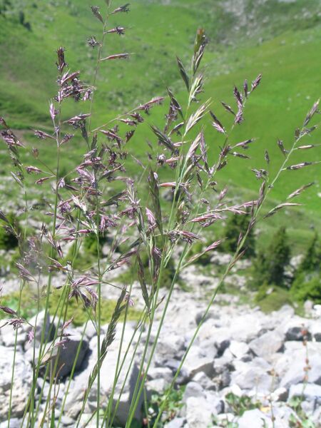 Файл:Festuca rubra.JPG