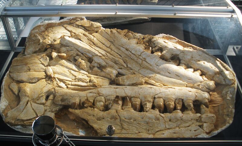 Файл:Mosasaurus hoffmannii.jpg