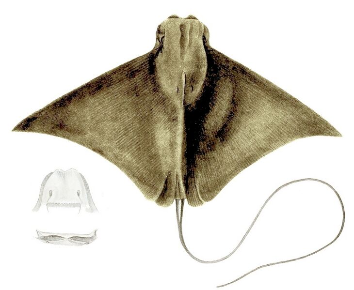 Файл:Rhinoptera javanica.jpg