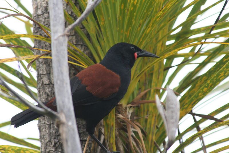 Файл:Saddleback.jpg