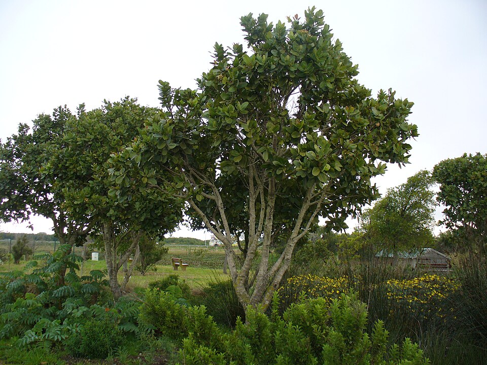 Файл:Syzigium cordatum tree.jpg