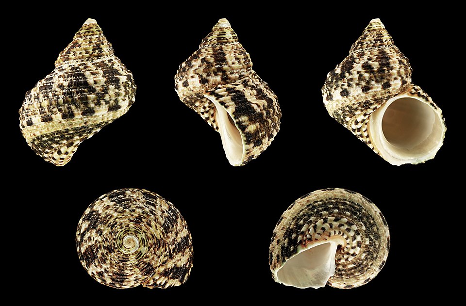 Файл:Turbo bruneus 01.JPG