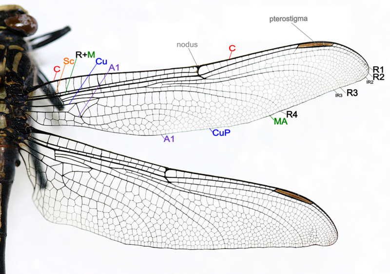 Файл:Dragonfly wing structure.png