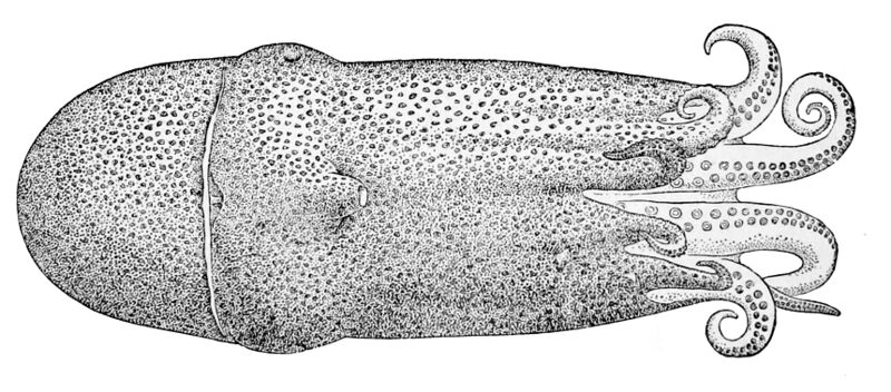Файл:Haliphron atlanticus (70 mm ML).jpg