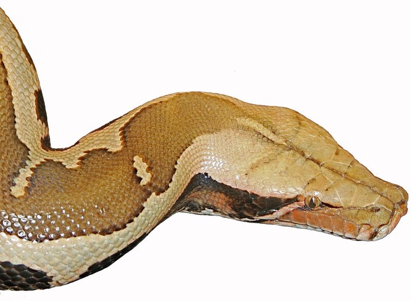 Файл:Head-Python breitensteini.jpg