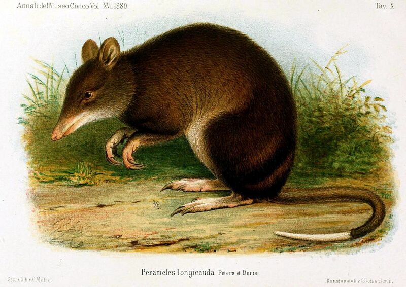 Файл:Microperoryctes longcaudata.jpg