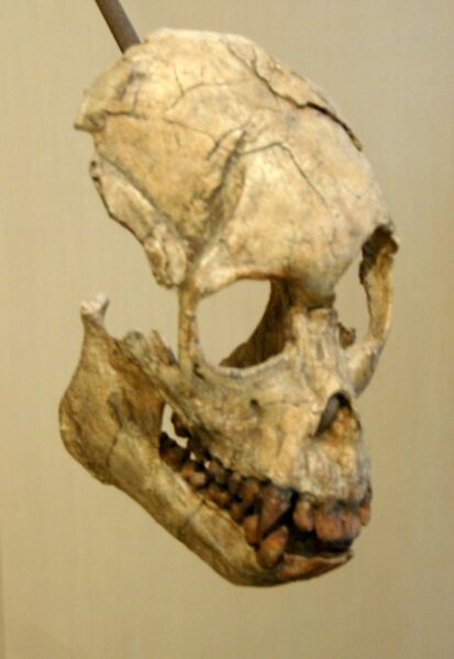 Файл:Proconsul heseloni.jpg