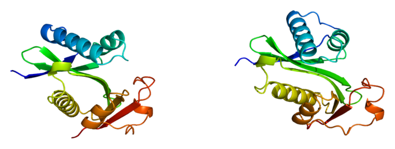Файл:Protein PCAF PDB 1cm0.png