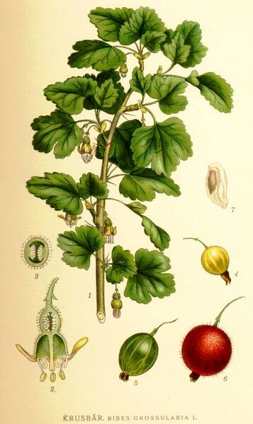 Файл:Ribes grossularia L..jpg