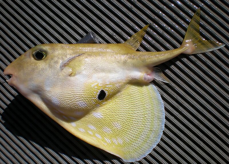 Файл:Triodon macropterus JNC2989 Fresh.JPG