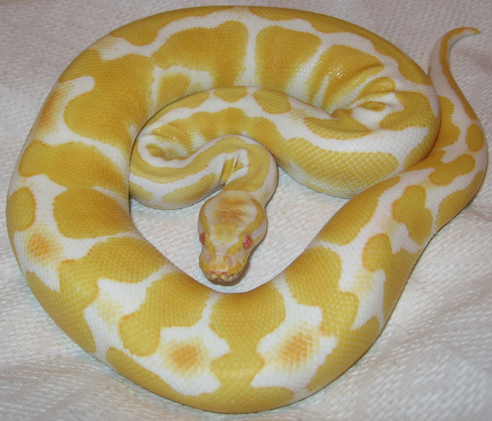 Файл:Albino ball python.png