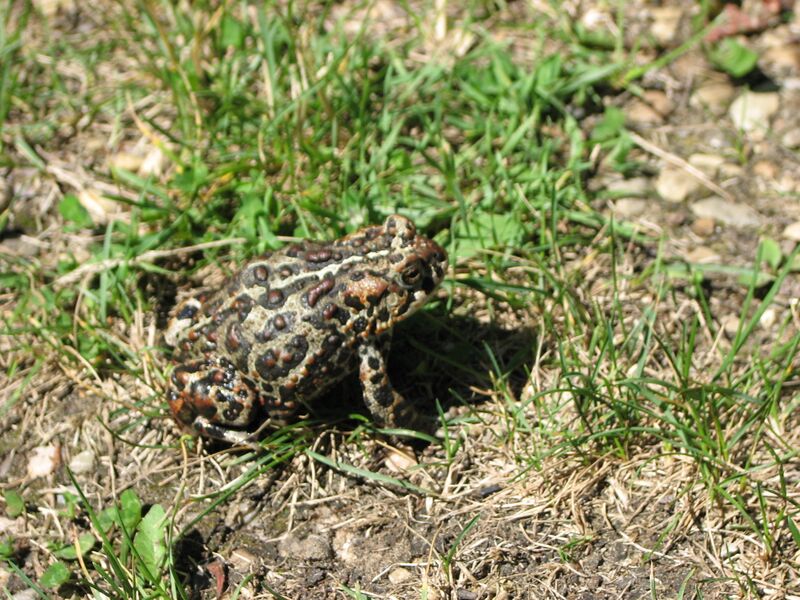 Файл:Canadian Toad -Anaxyrus hemiophrys.jpg