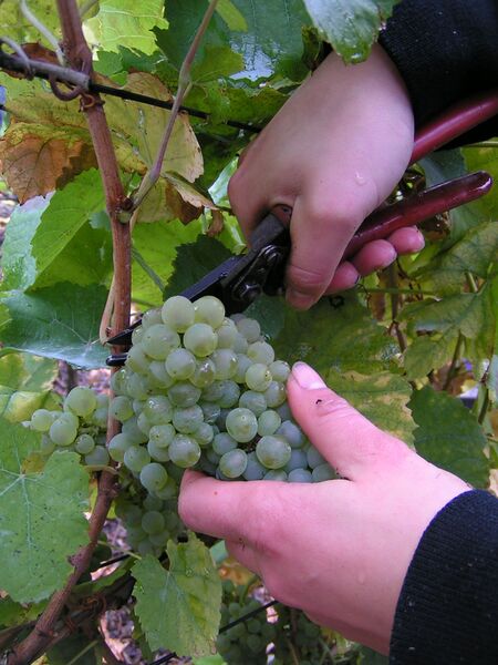 Файл:Grape gathering.jpg
