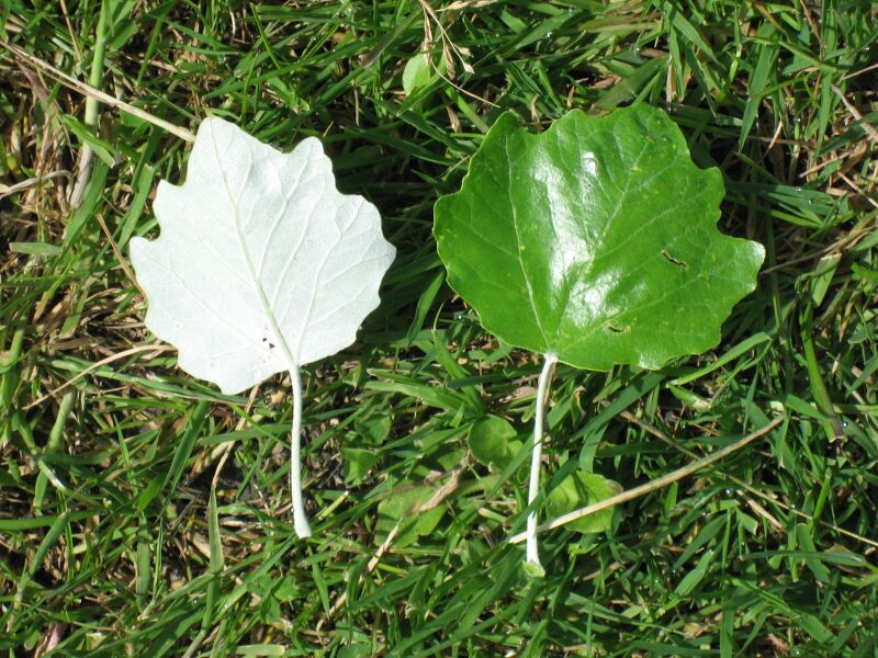 Файл:Populus alba leaf.jpg