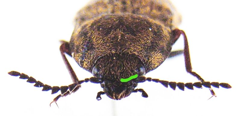 Файл:Prosternon tesselatum front.JPG
