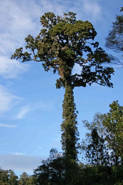 Файл:Rimu-Waitakere.jpg