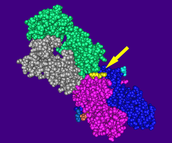 Файл:TCR-MHC II.png