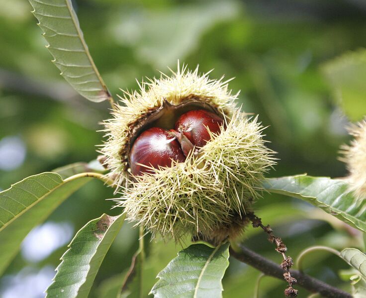 Файл:Chestnuts.jpg