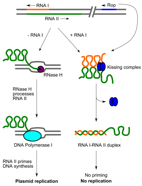 Файл:ColE1 replication control.png