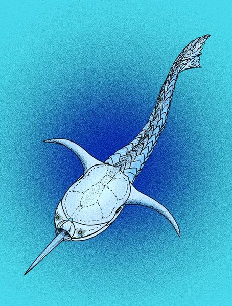 Файл:Doryaspis arctica.JPG