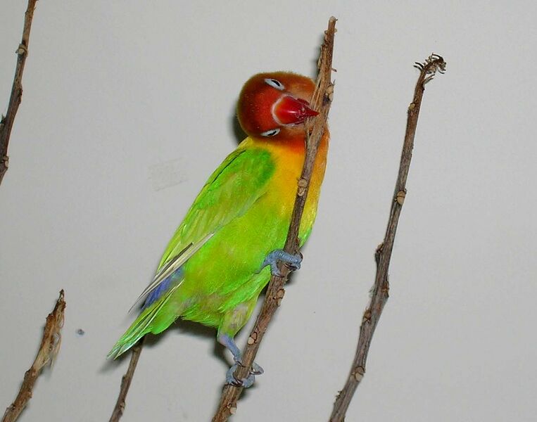 Файл:Lovebird Chewing Stick.JPG