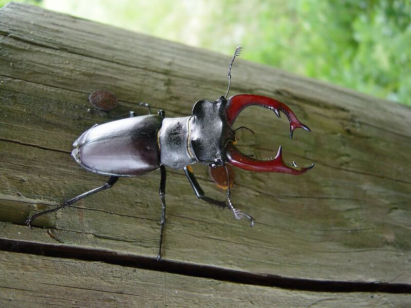 Файл:Lucanus cervus ed.JPG