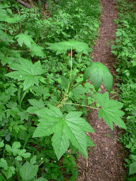 Файл:Ribes bracteosum 10510.JPG